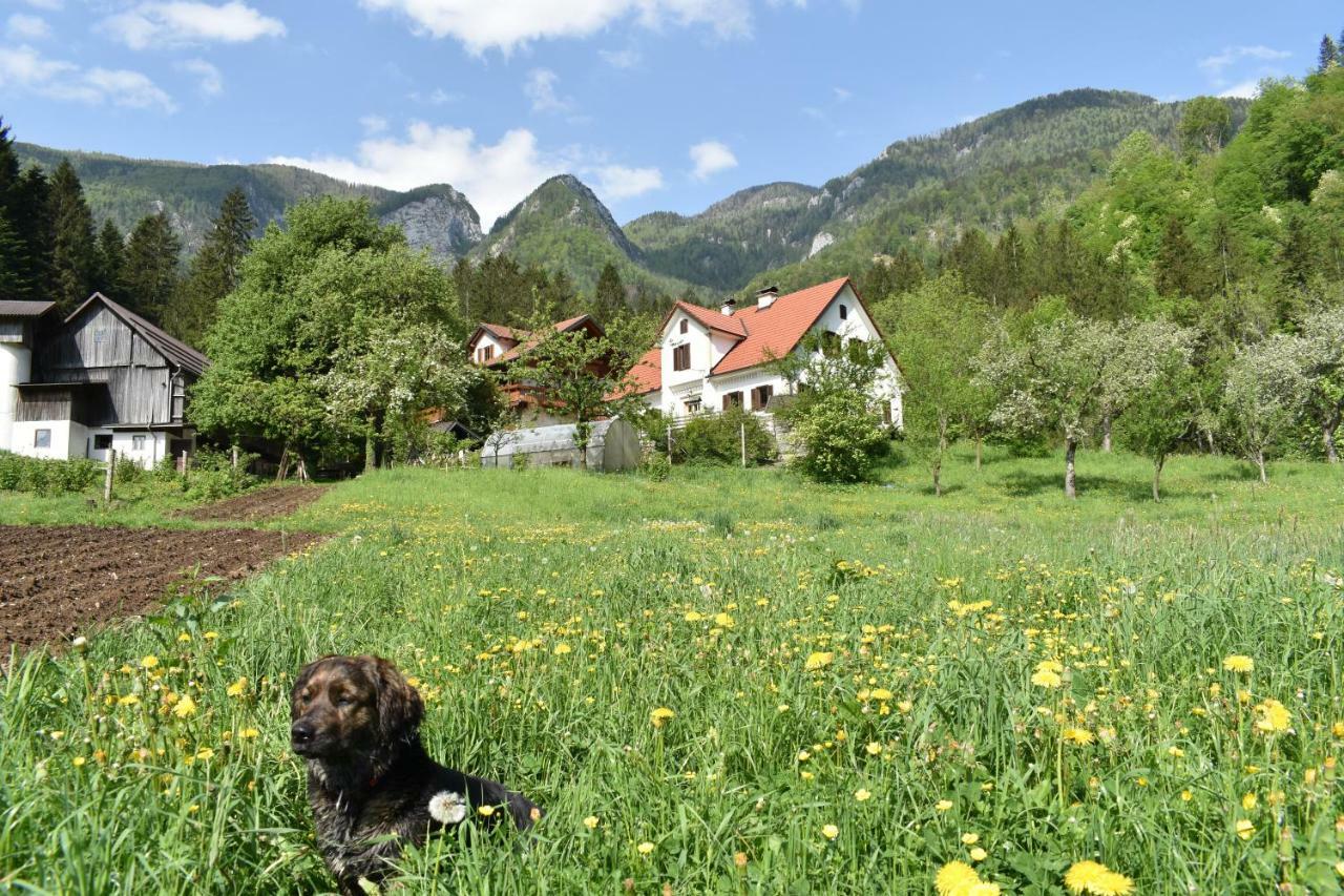 Villa Turisticna Kmetija Stoglej Luče Exterior foto